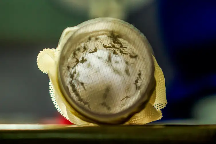 Flávio Carvalho/WMP Brasil/Fiocruz Rio de Janeiro (RJ) 09/02/2024 - PEspecial para matéria - Mosquitos com Wolbachia reduzem casos de dengue em Niterói.
Foto: Flávio Carvalho/WMP Brasil/Fiocruz