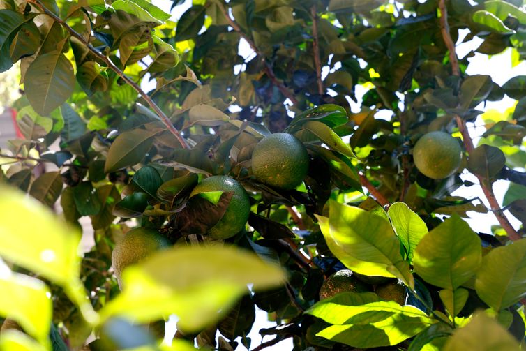 Tânia Rêgo/Agência Brasil Rio de Janeiro (RJ), 26/03/2026 - Pé de limão no alto do morro do Salgueiro. Hortas agroecológicas e ancestrais no Morro do Salgueiro, zona norte da cidade. Foto: Tânia Rêgo/Agência Brasil